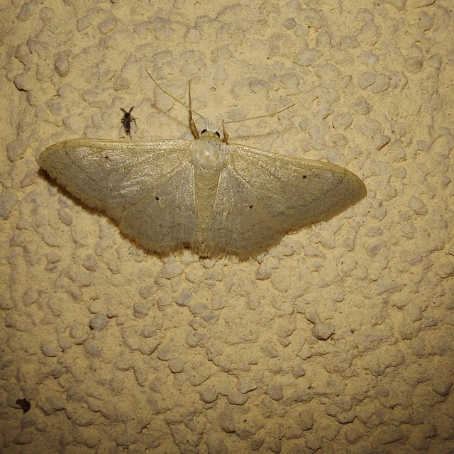 Idaea straminata - szalmasárga sávosaraszoló