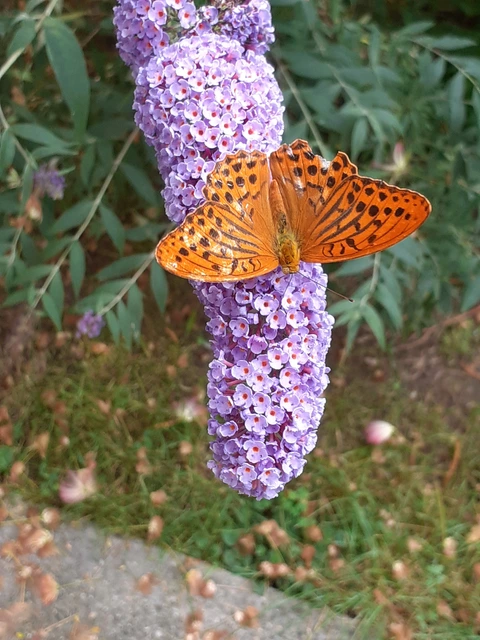 Argynnis paphia - nagy gyöngyházlepke
