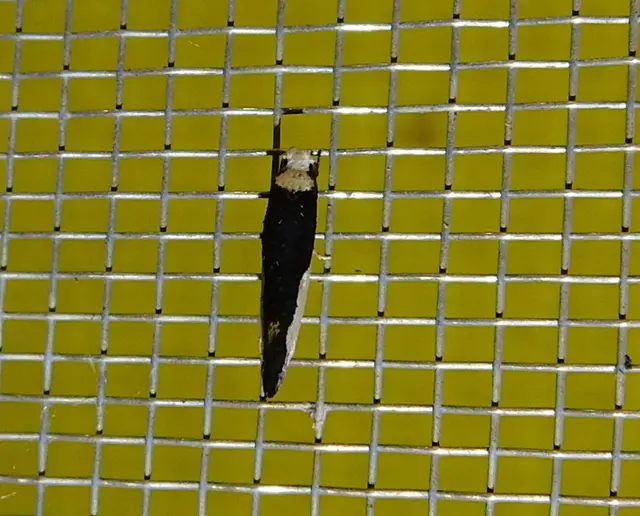 Monopis monachella - apácamoly