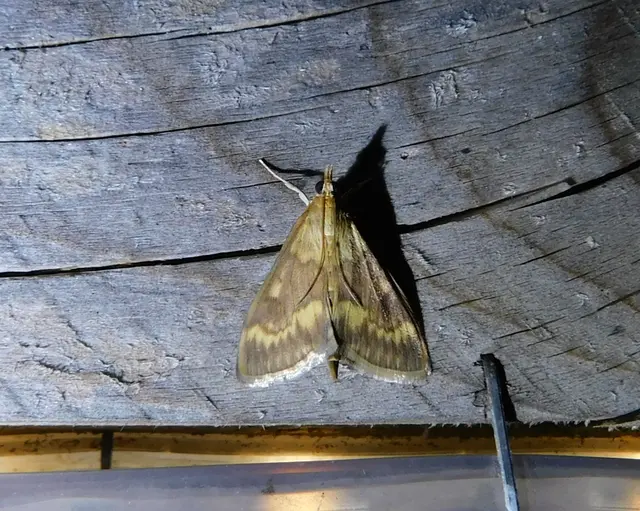 Ostrinia nubilalis - kukoricamoly