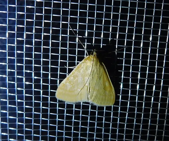 Sitochroa verticalis - világossárga dudvamoly