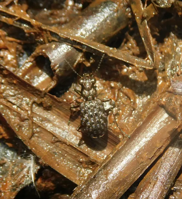 Elaphrus cupreus - rezes iszapfutó