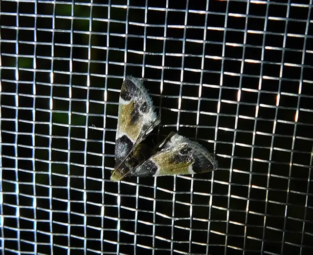 Pyralis farinalis - lisztilonca