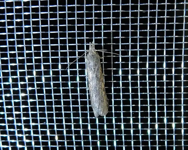 Lamoria