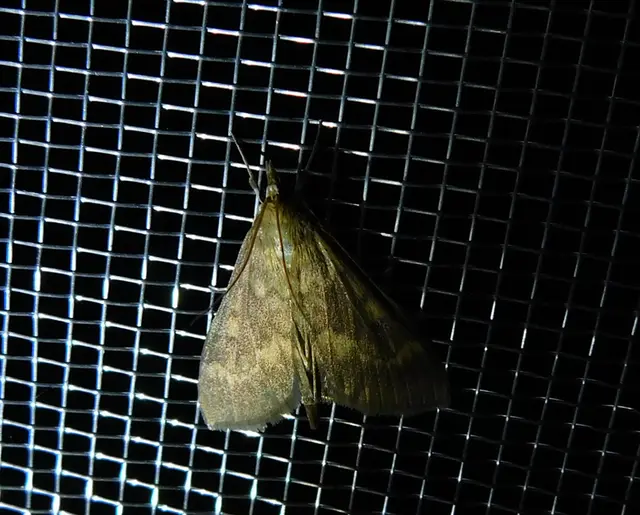 Ostrinia nubilalis - kukoricamoly