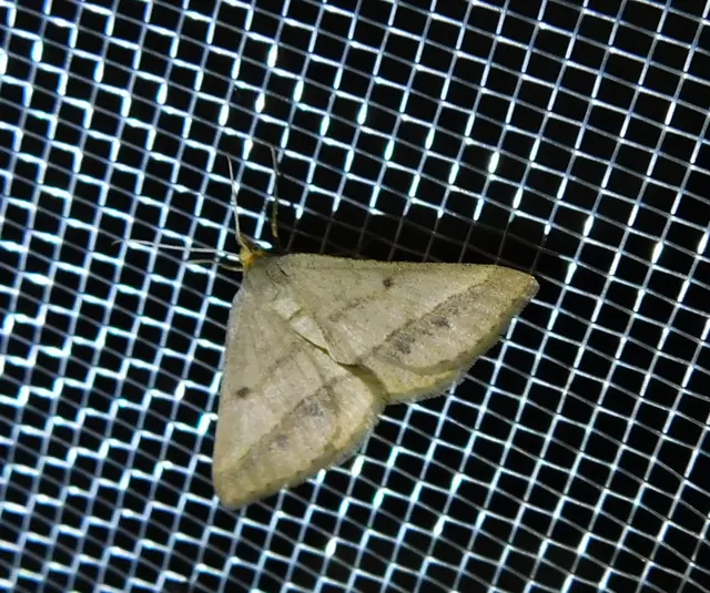 Tephrina arenacearia - lucerna-araszoló