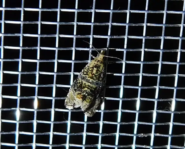 Celypha lacunana - vízparti tükrösmoly