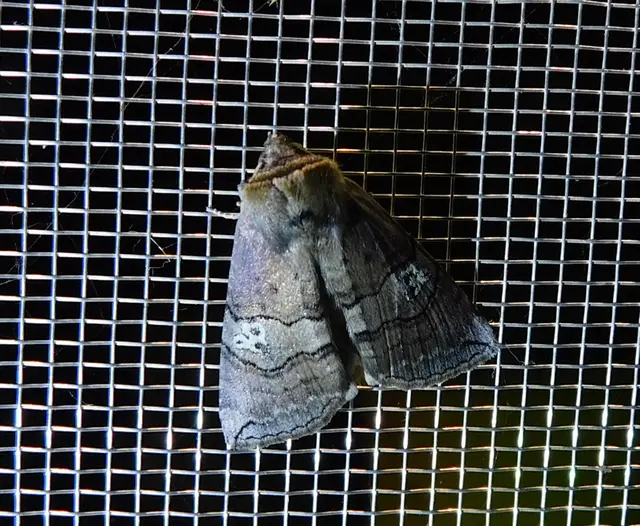 Tethea ocularis - pápaszemes pihésszövő