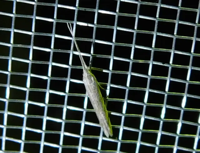 Coleophora