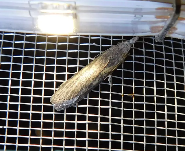 Lamoria