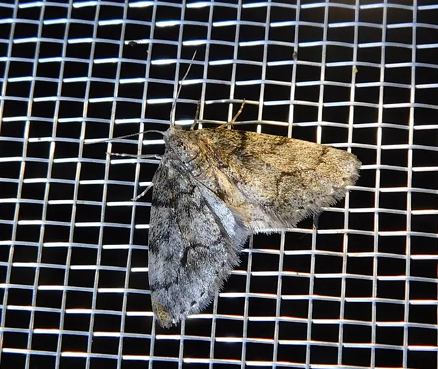 Tephronia sepiaria/Eumannia lepraria