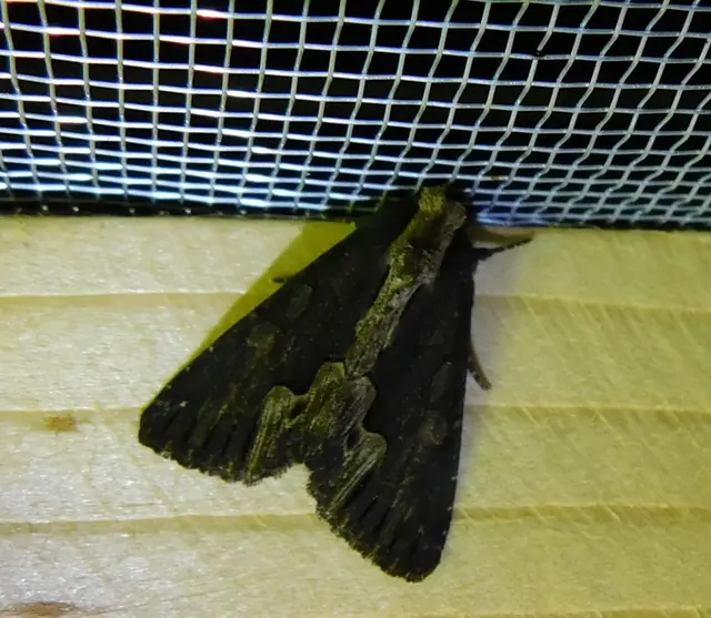 Dypterygia scabriuscula - szurokbarna nyáribagoly