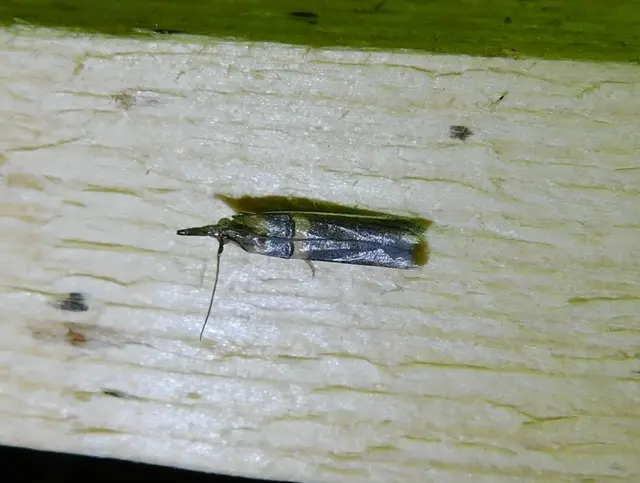Etiella zinckenella - akácmoly