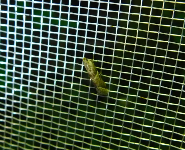 Nyctegretis lineana - agátszínű karcsúmoly