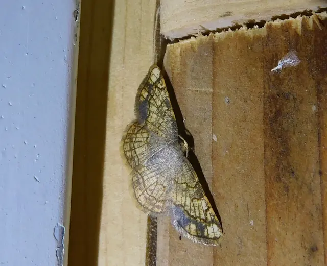 Stegania dilectaria - fehérnyár-araszoló