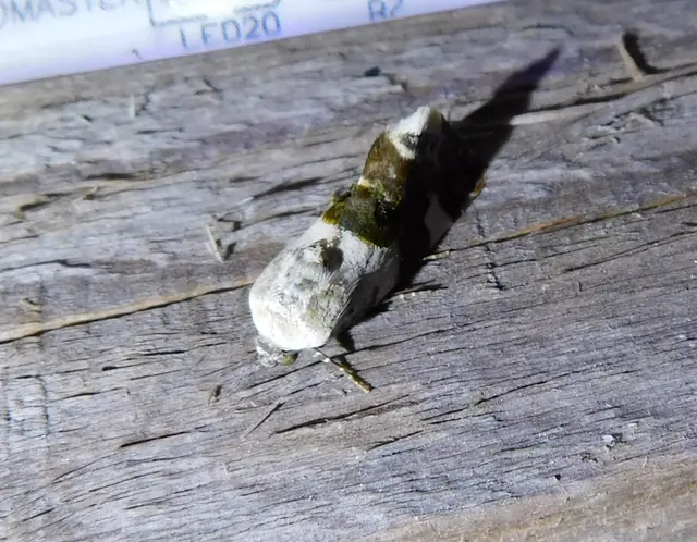 Acontia lucida - fehér nappalibagoly
