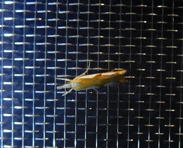 Catoptria