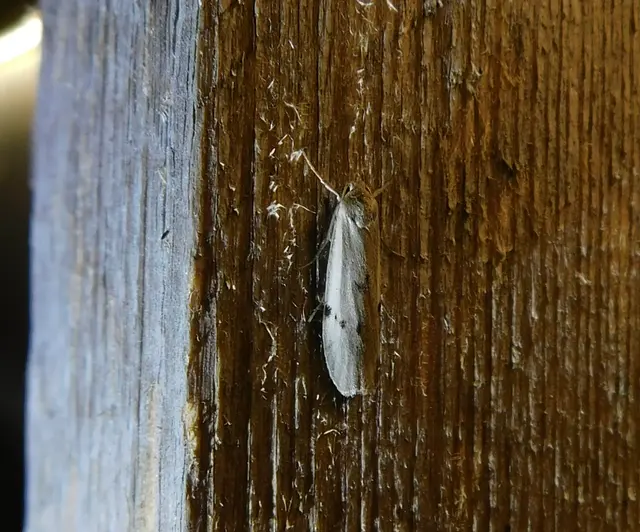Pelosia muscerda - hamvas zuzmószövő