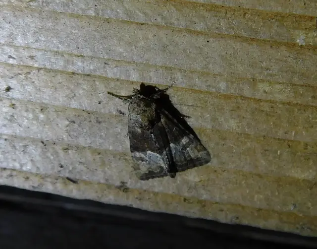 Mesoligia furuncula - kétszínű dudvabagoly