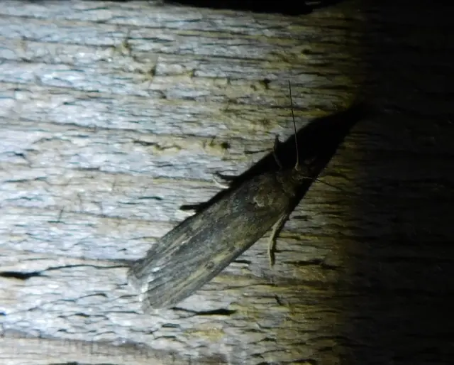Lamoria