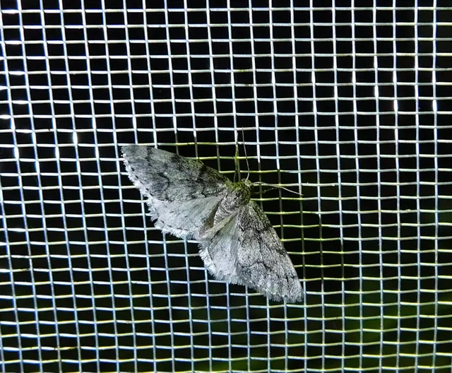 Tephronia sepiaria/Eumannia lepraria