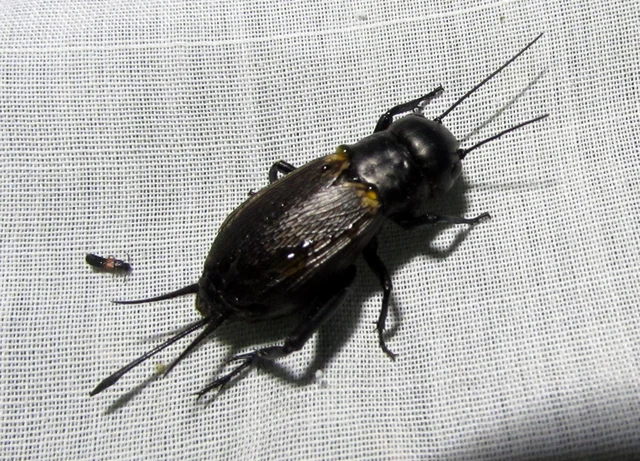 Gryllus campestris - mezei tücsök