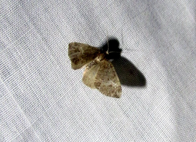 Perizoma alchemillata - árvacsalán-araszoló
