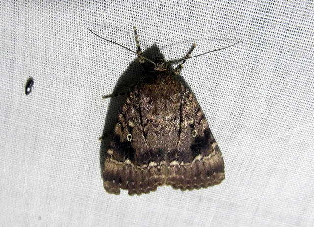 Amphipyra pyramidea - fahéjszínű bagoly