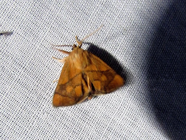 Apoda limacodes - kagylólepke