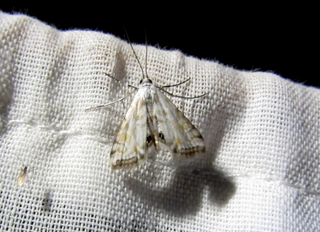 Cataclysta lemnata - békalencsemoly