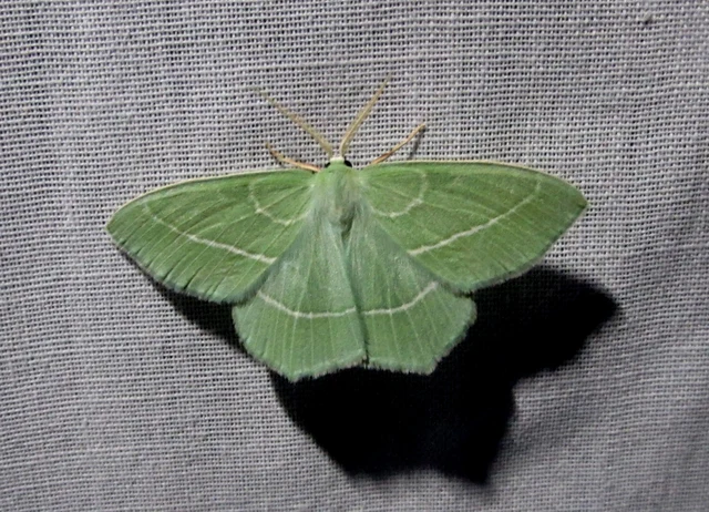 Hemistola chrysoprasaria - kékes zöldaraszoló