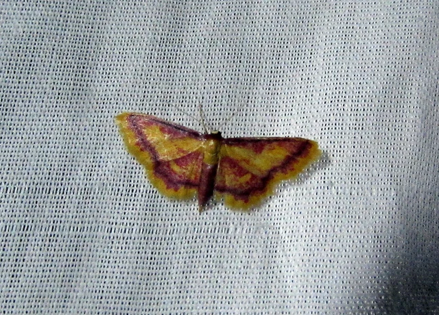 Idaea muricata - mocsári pirosaraszoló