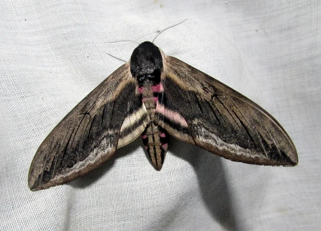 Sphinx ligustri - fagyalszender