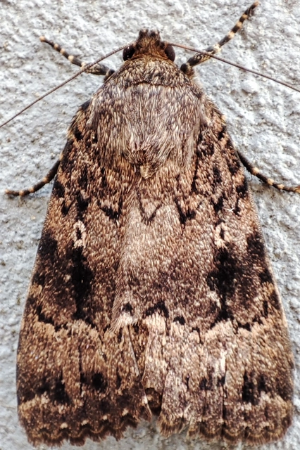 Amphipyra berbera/pyramidea
