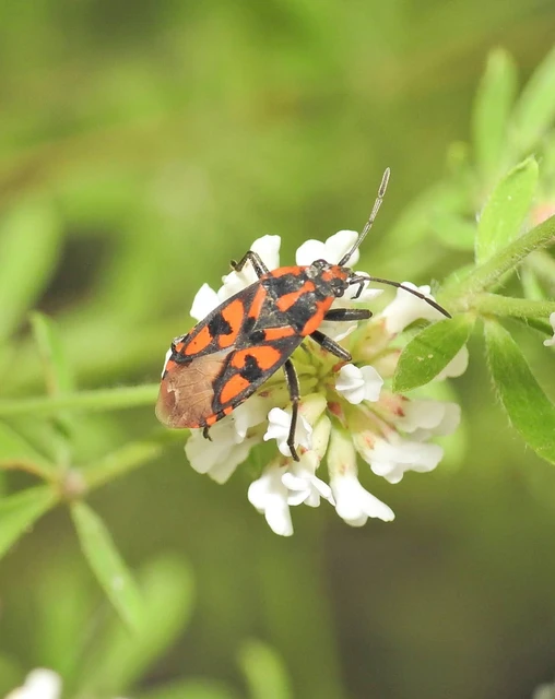 Spilostethus saxatilis - virágbodobács
