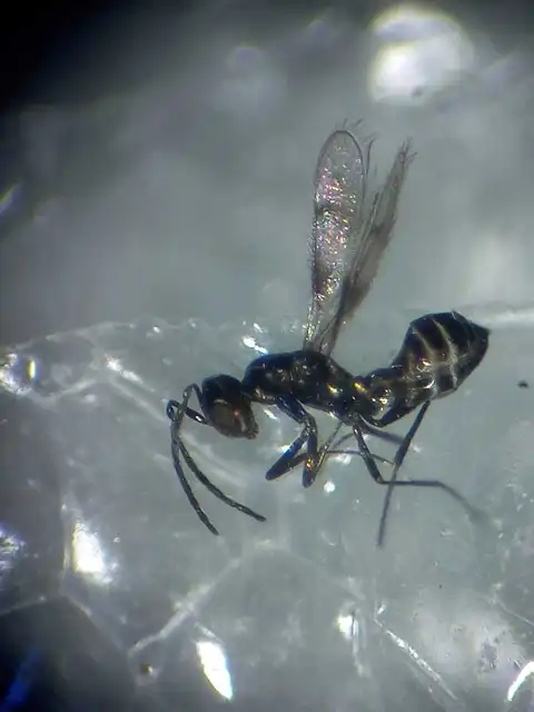 Cea