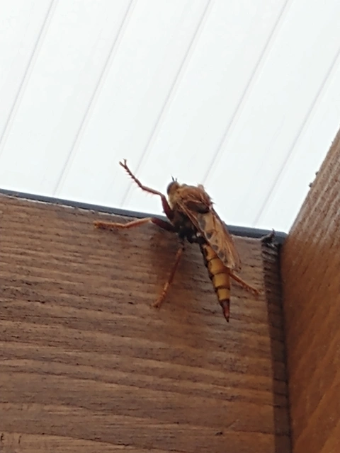 Asilus crabroniformis