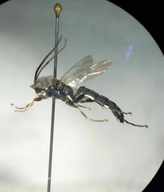 Achaius oratorius