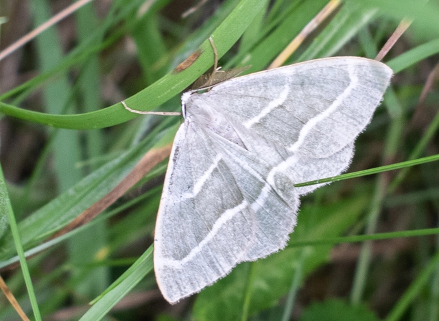 Hylaea fasciaria - erdeifenyő-sávosaraszoló