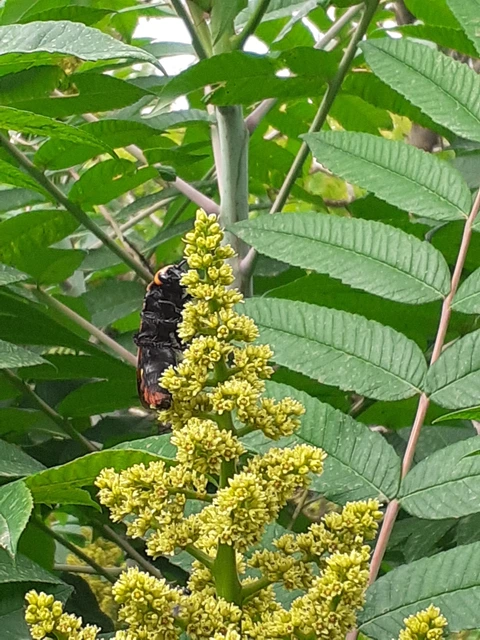Megascolia maculata - óriás-tőrösdarázs
