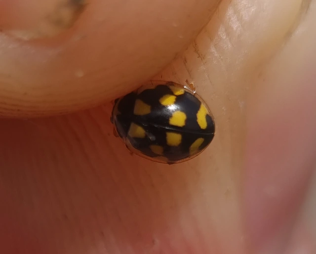 Propylea quatuordecimpunctata - tizennégypettyes füsskata