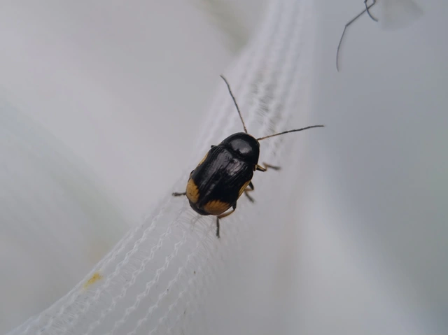 Cryptocephalus moraei - közönséges zömökbogár