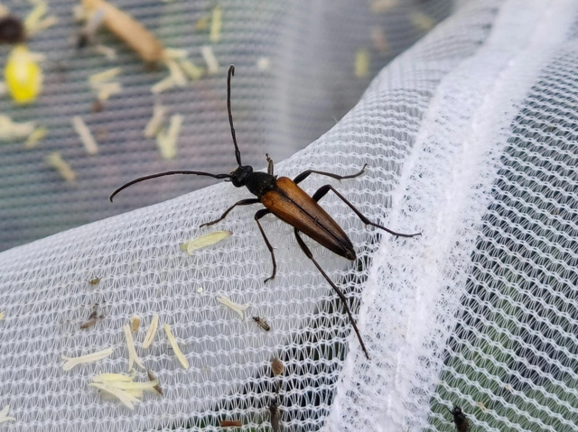 Stenurella melanura - feketevégű karcsúcincér