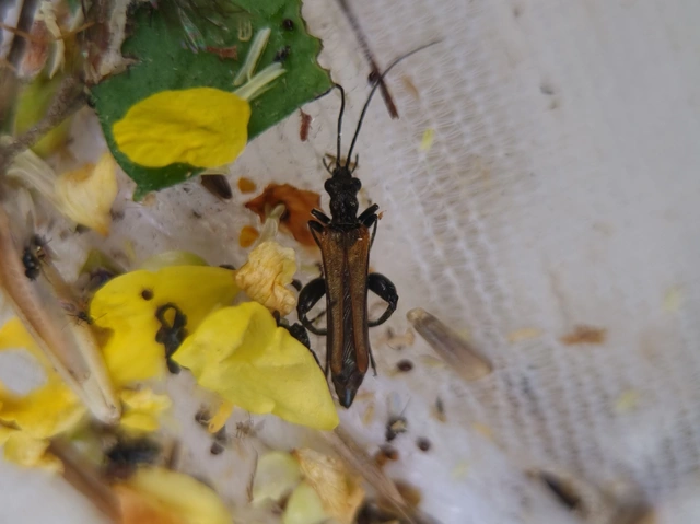 Oedemera femorata - sárgahátú álcincér