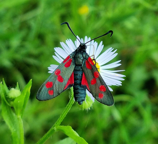 Zygaena filipendulae - acélszínű csüngőlepke