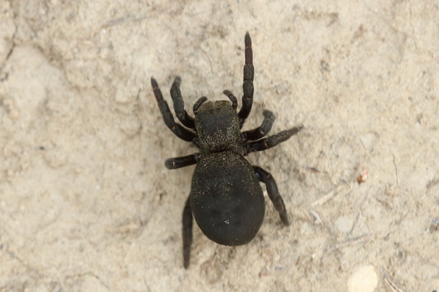 Eresus Eresus