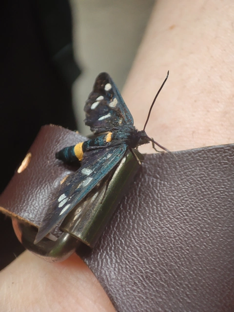 Amata phegea - fehérpettyes álcsüngőlepke