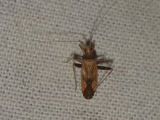 Phytocoris