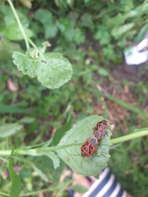 Eurydema ornata - díszespoloska