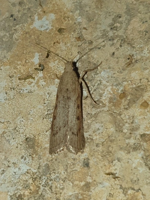 Lamoria